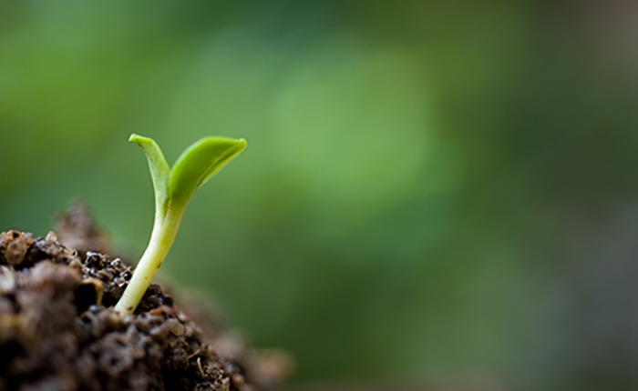 Genome Editing in Plants: Exploration of Technological Advancements and Challenges